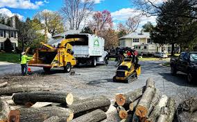 Why Choose Our Tree Removal Services in Emerald Isle, NC?